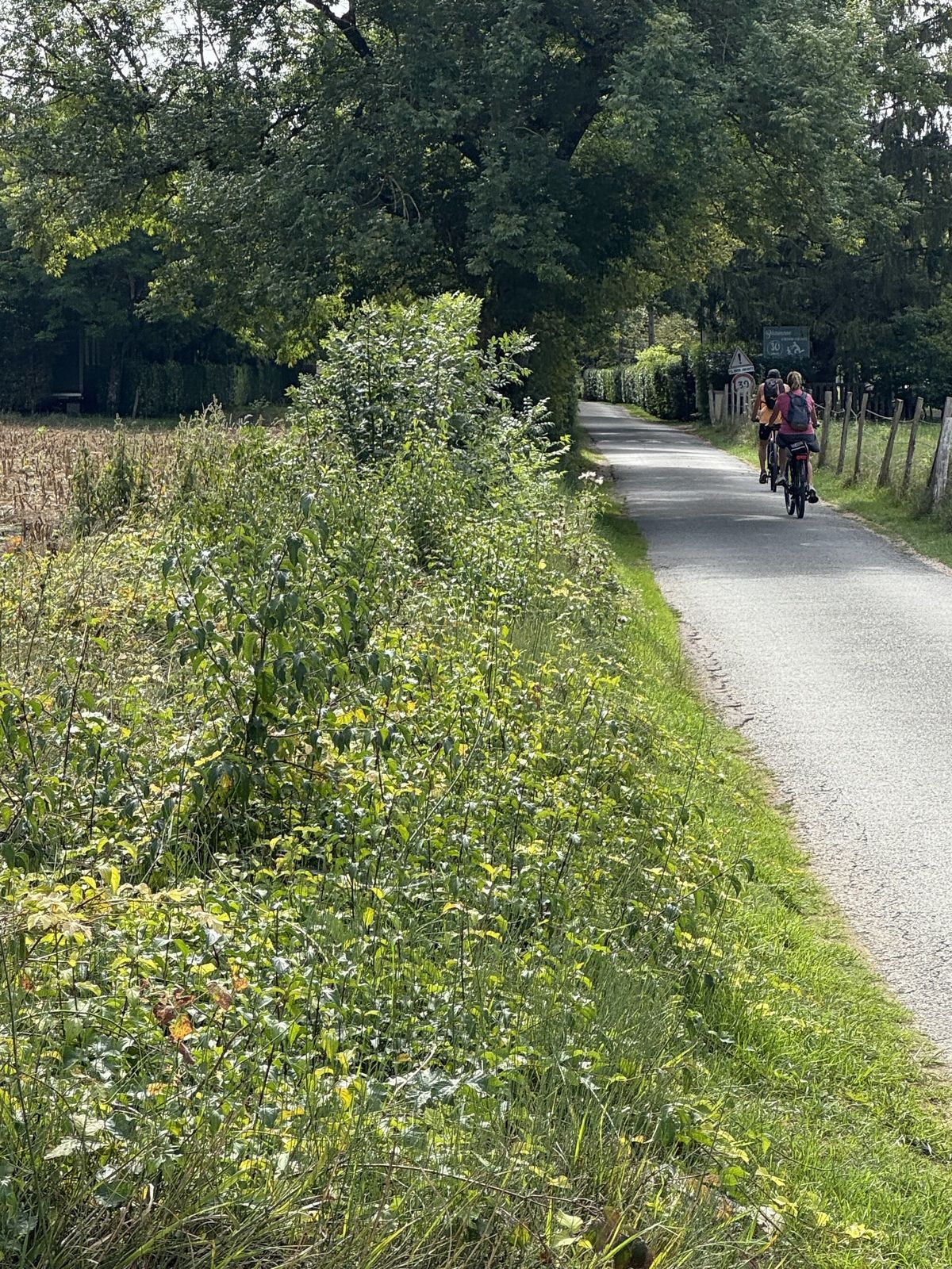Two cyclists far along a narrow, quiet lane lined with trees and a green verge