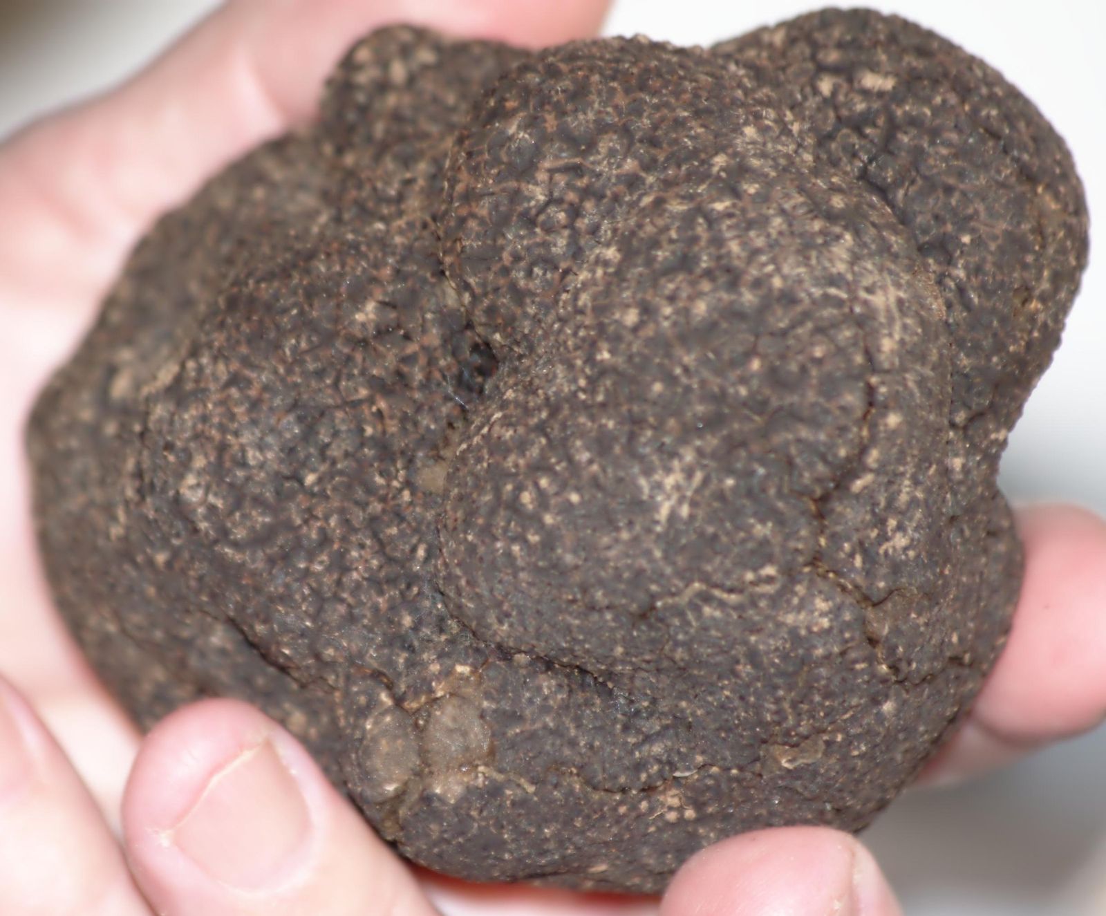 A large whole black truffle, its dark, knobbly, warty skin filling the frame, held in a person's hand.