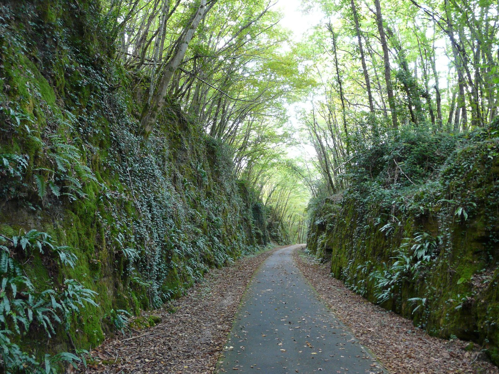 A narrow tarmac greenway running through a deep railway cutting, its rock walls covered in moss, ivy and ferns, under an arch of tall trees, with fallen leaves along the edges.