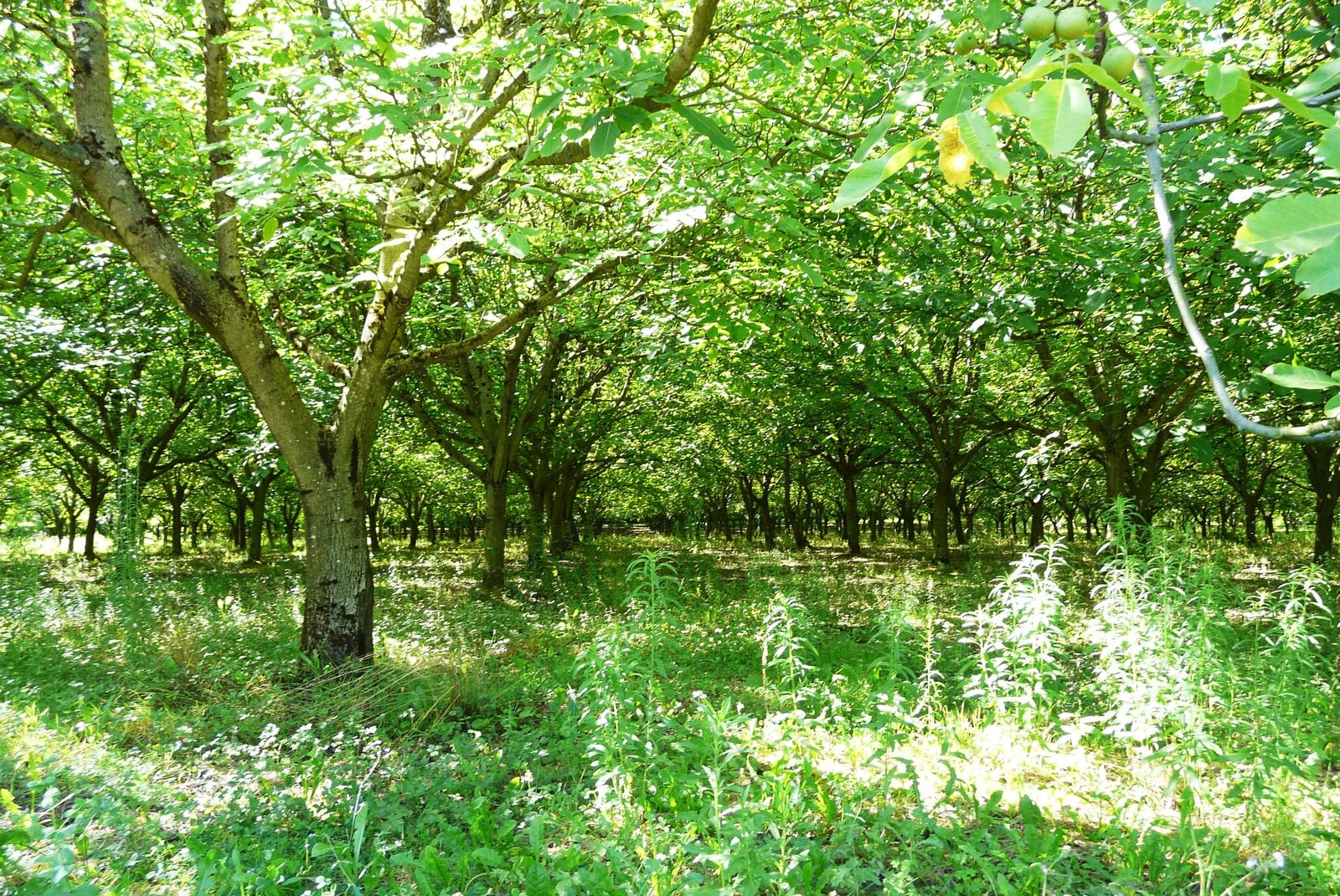 Rows of walnut trees in a shady Dordogne orchard, sunlight filtering through the green canopy onto long grass, with young green walnuts hanging from a branch in the top right corner.