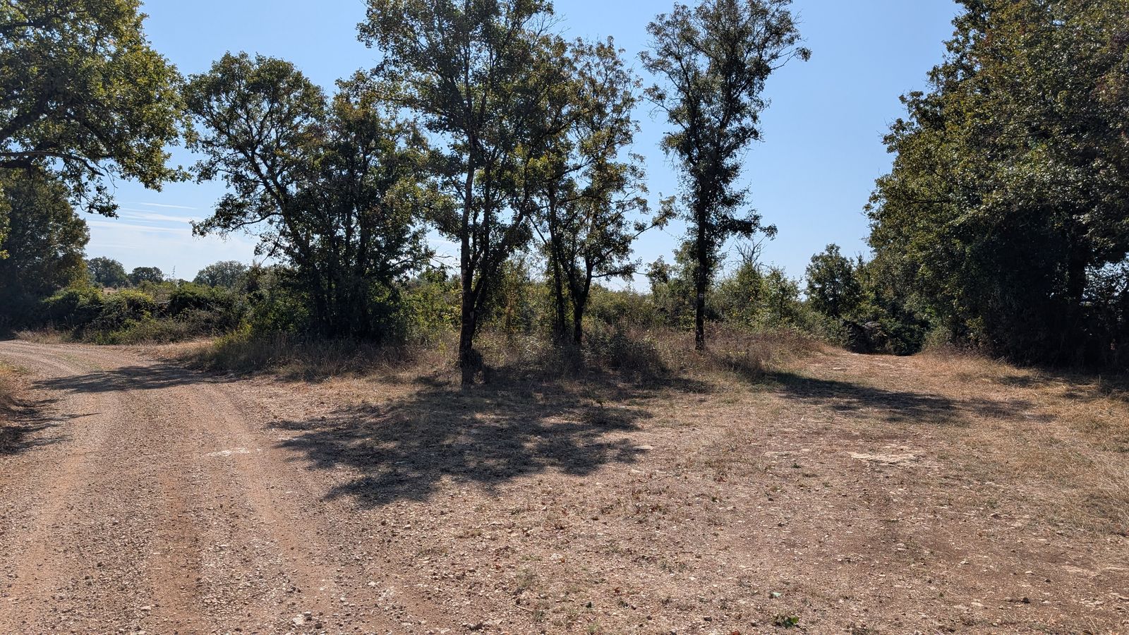 A dry, stony track between scattered trees on the causse