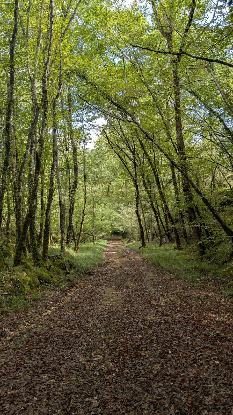 A path through tall, shady woodland near Les Eyzies