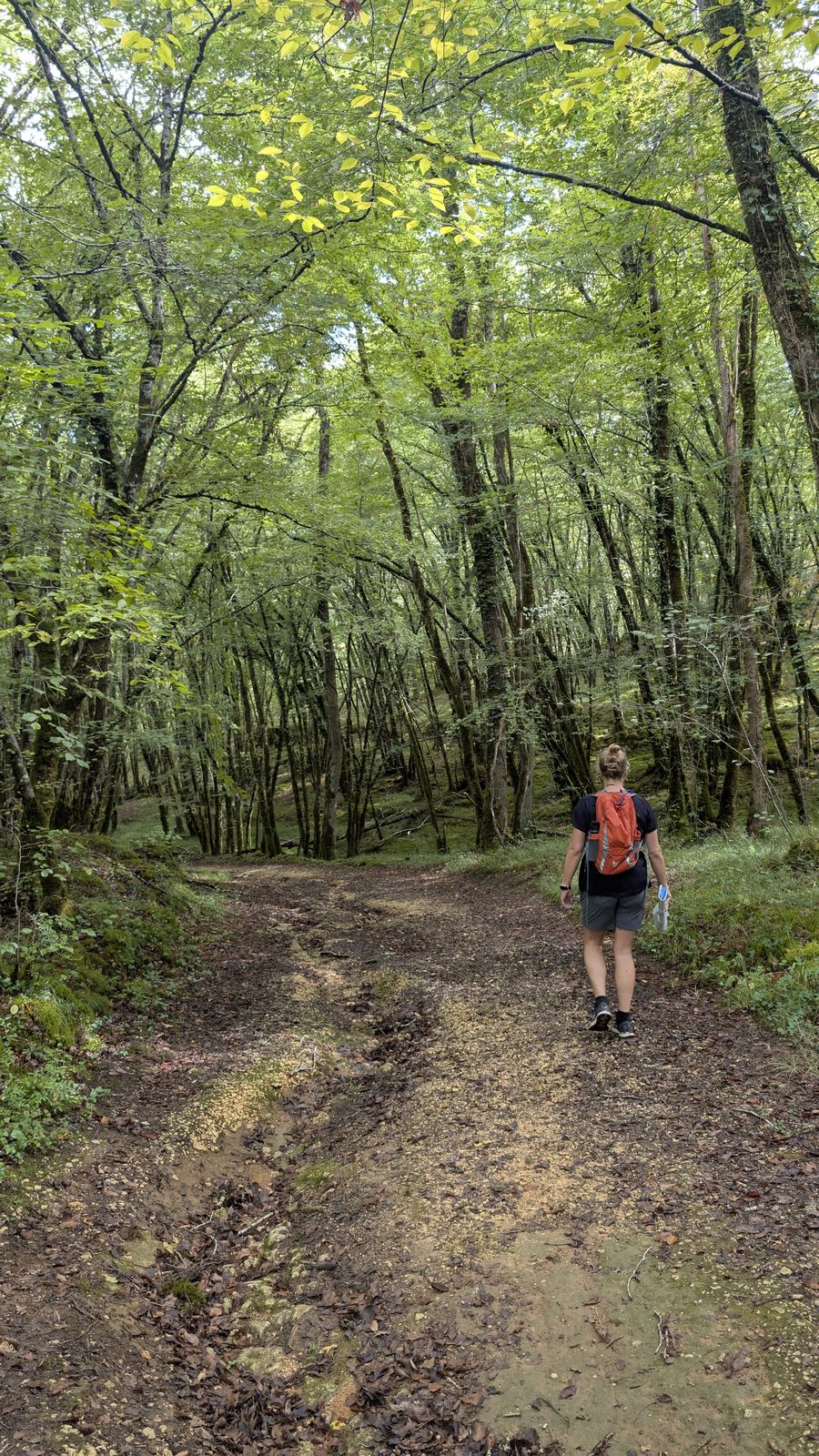 Cassie walking a leafy woodland track near Les Eyzies