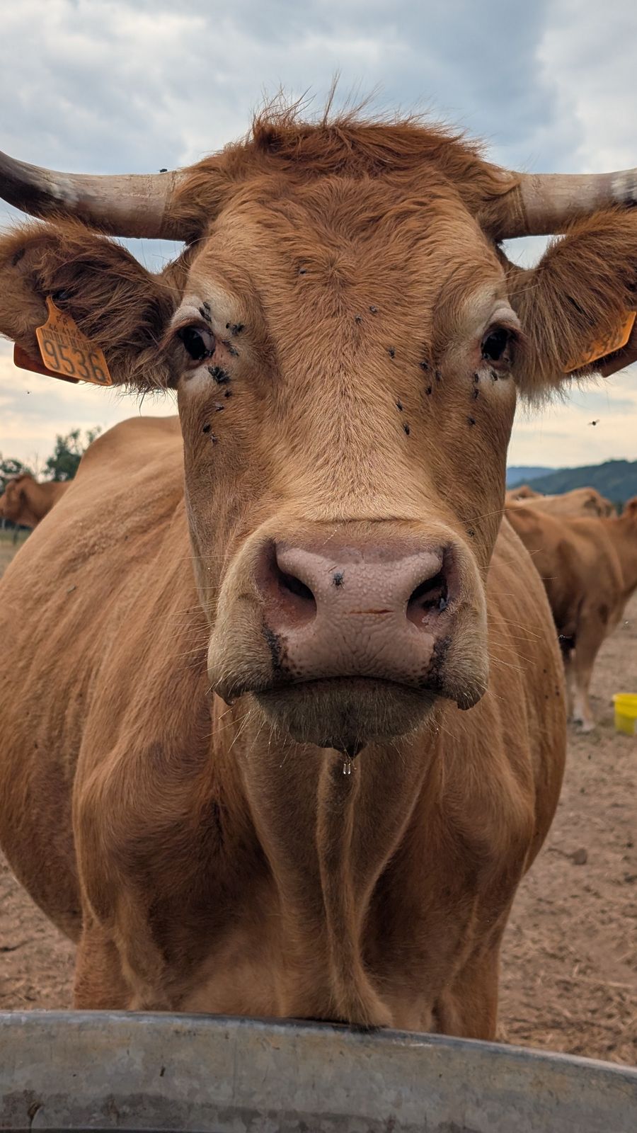 A brown cow looking straight at the camera over a fence near Loubressac