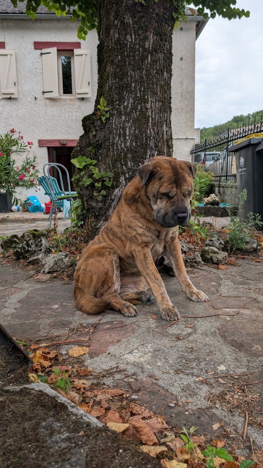 A brown dog sitting under a tree outside a house in Meyssac