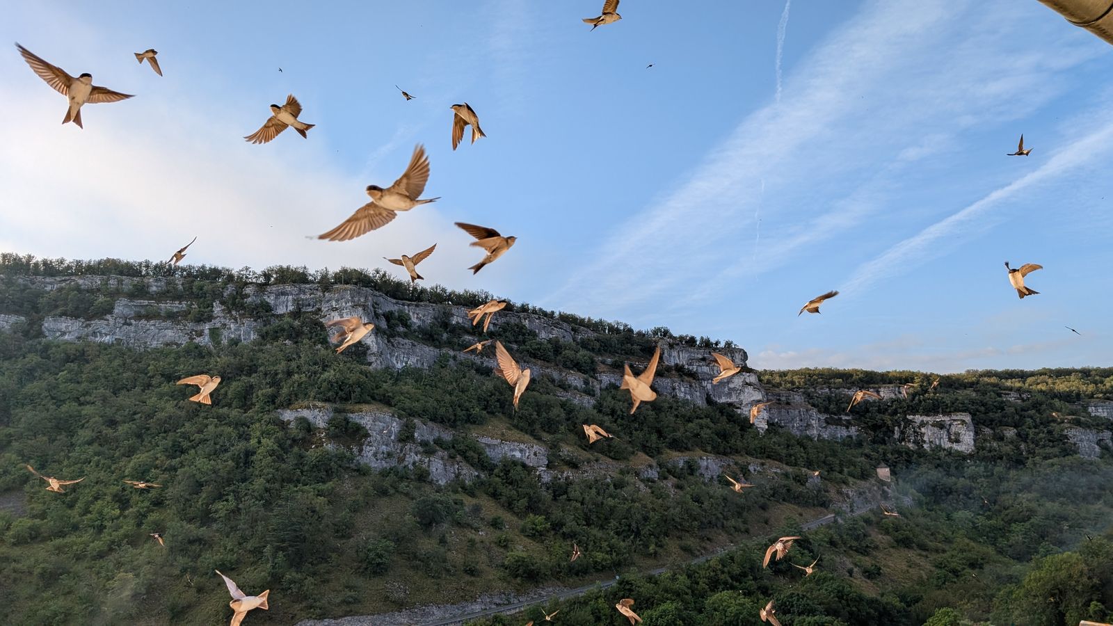 Birds flying over limestone cliffs and woods in early morning light at Rocamadour