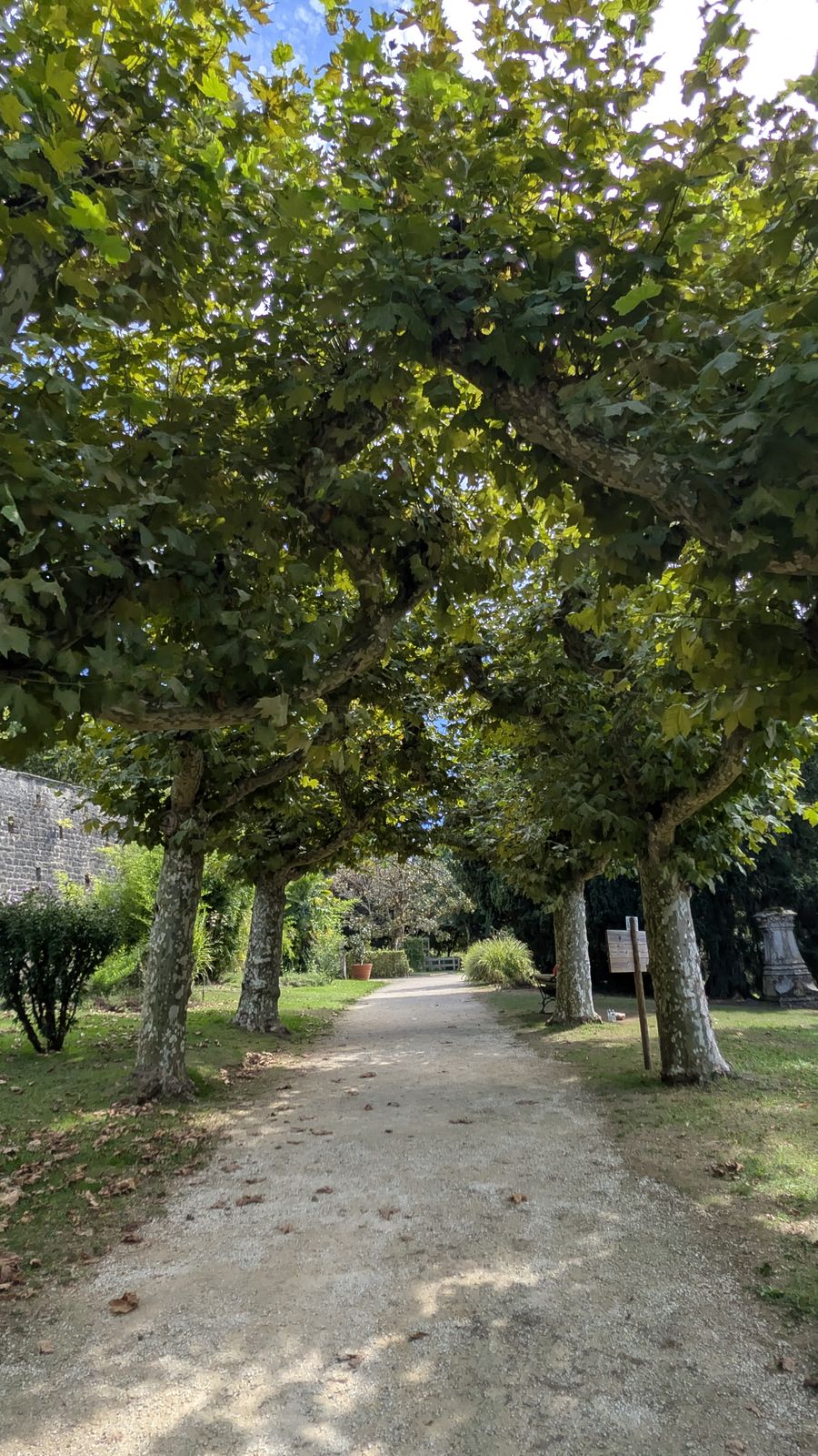 A gravel path under an avenue of plane trees in Sarlat