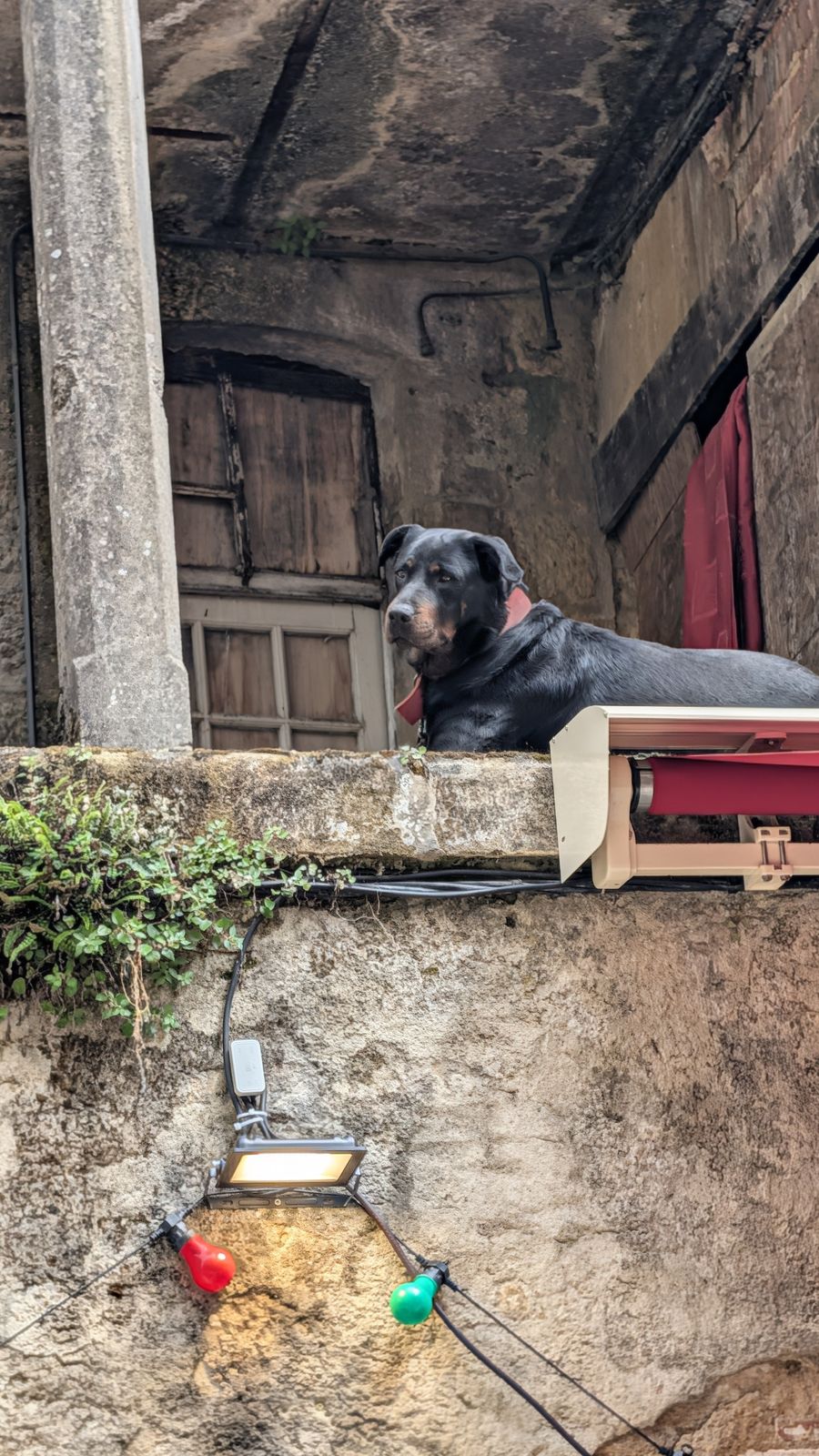 A black dog resting on a stone ledge above a doorway in Sarlat
