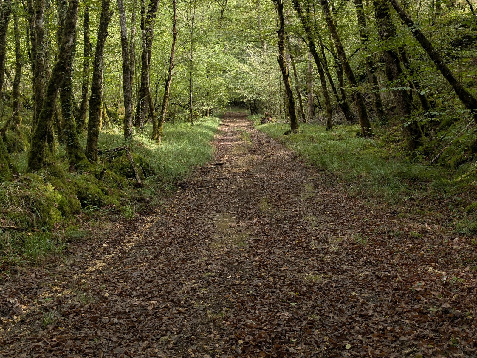 An empty woodland track near Les Eyzies, running into sunlit trees