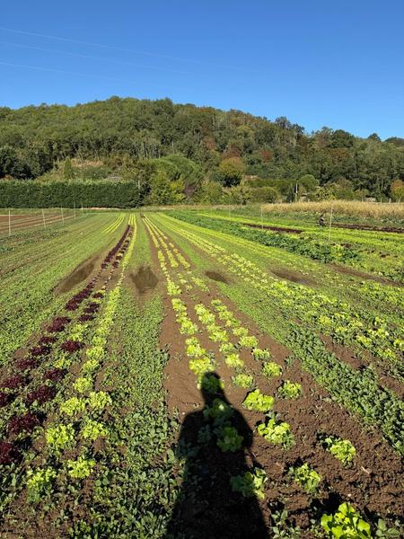 Rows of young lettuces in a field below a wooded hill, with the photographer’s shadow in the foreground