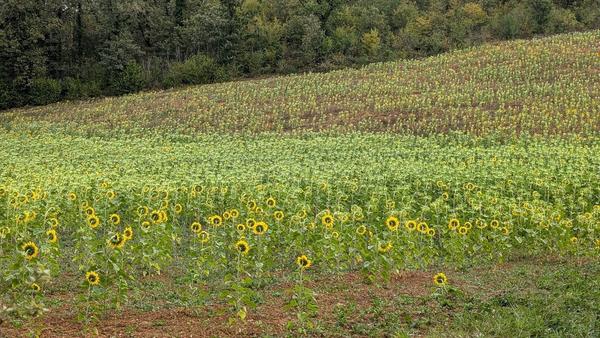 Dordogne Experience